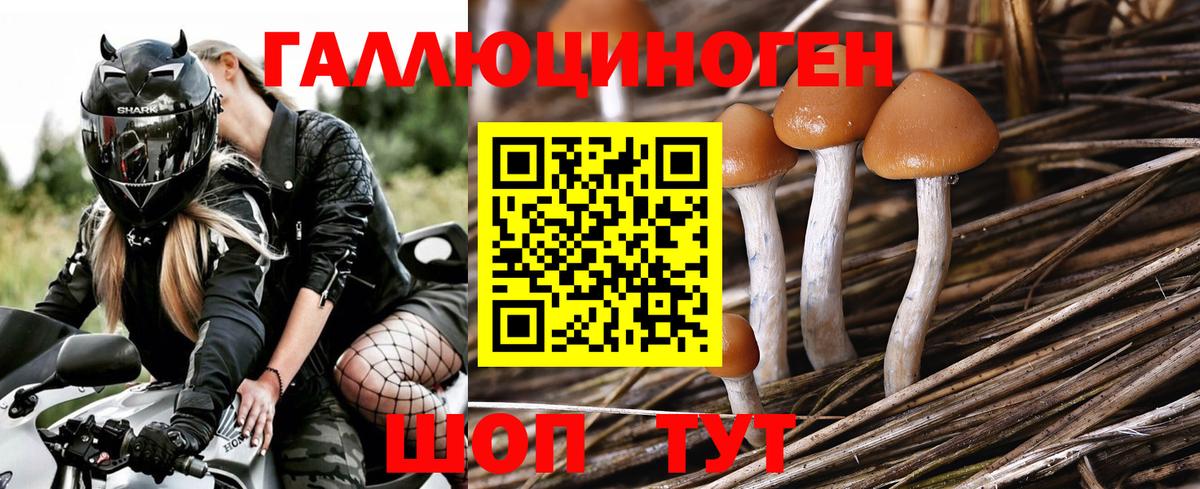 Новосибирск  Галлюциногенные грибы мицелий  закладки  Вход с VPN  Псилоцибиновые грибы мухоморы 